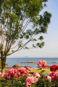 青島遊：棧橋海風，啤酒飄香，夜遊八大關