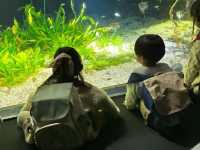 大阪海游館半日遊🐟🐠🐡🦀🐋🐧