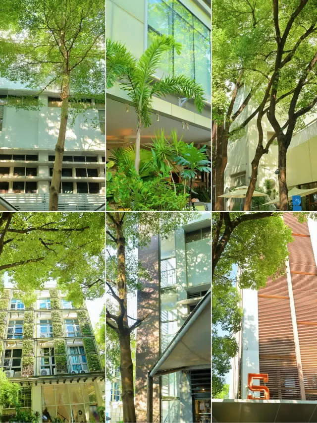 In September, Shenzhen is still experiencing a 37℃ summer