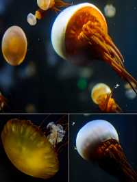 加茂水族館到羽黑山｜夏日陸奧千里行【十四】。