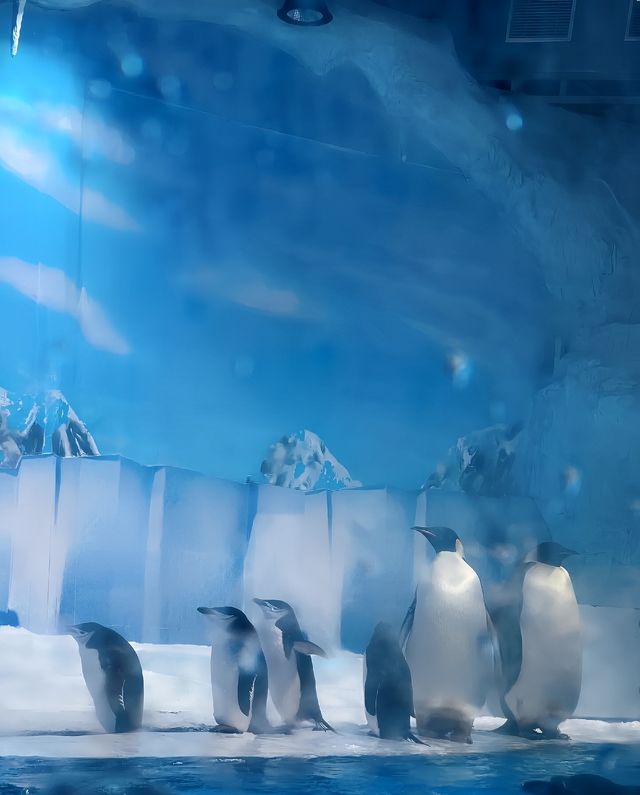 成都 極地海洋公園。