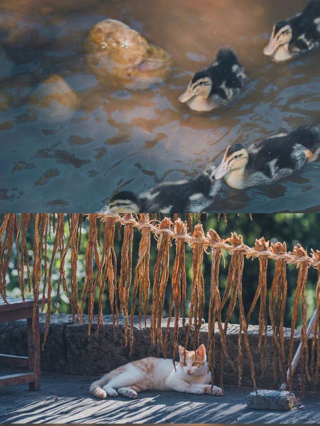 遵義!!在山谷包院子度假也太愜意了。
