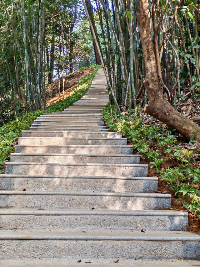 廣州白雲區帽峰山| 入秋了這片楓葉林紅了秋意滿滿！。