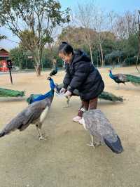富陽｜看動物、玩樂園、觀演出、坐火車，一票全享。