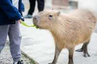 不知道哪裡遛娃？南通森林野生動物園餵水豚！