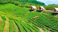 抓住最後一抹綠。