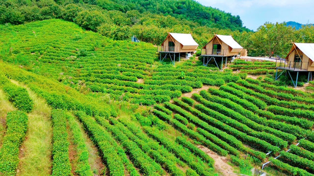 抓住最後一抹綠。