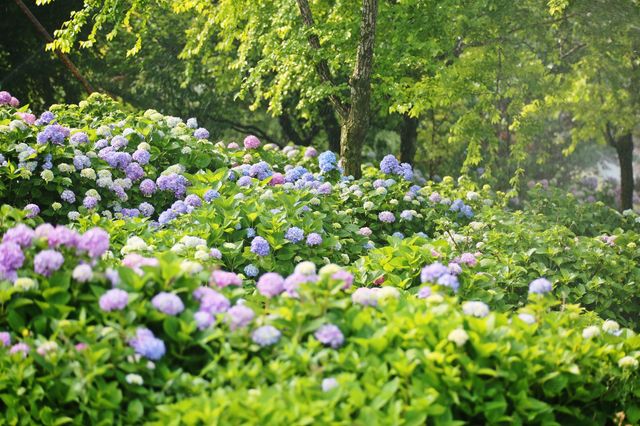 九龍灣花星球。