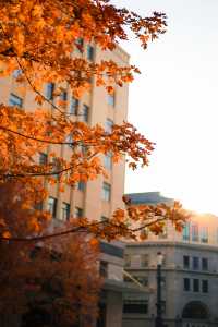 上海外灘賞楓葉快要紅了！！很有氛圍。