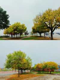 西安‖雨後世博園秋意正濃。