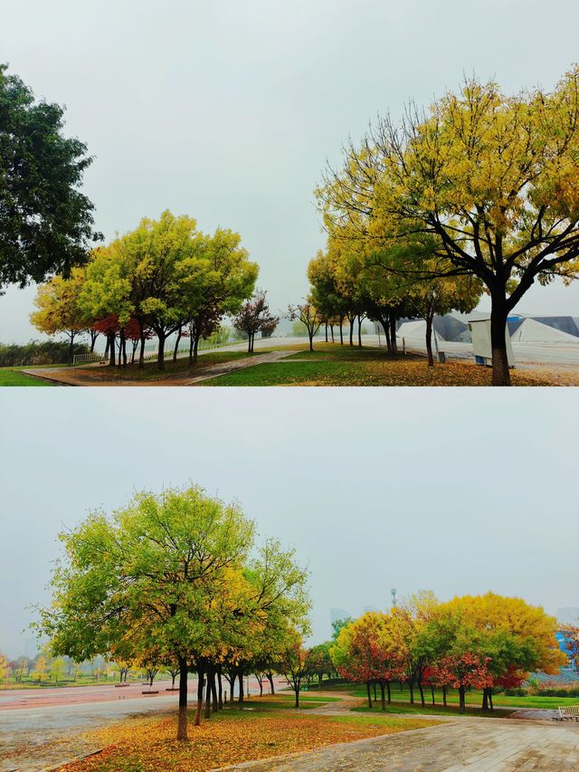 西安‖雨後世博園秋意正濃。