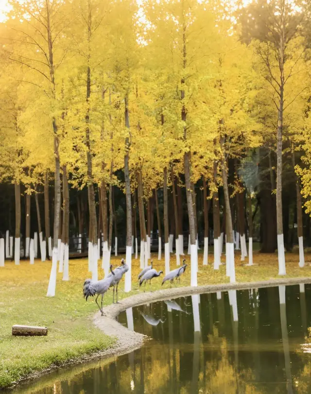 [8 Must-Visit Autumn Spots in Nanchang] 