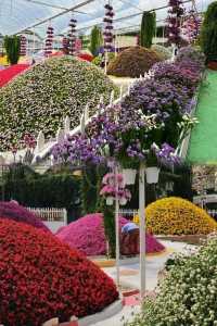 Discover the Charm of Cameron Highlands with RM25 Little Greece