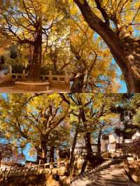 南嶽福嚴寺的銀杏樹又黃了。