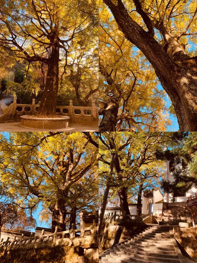 南嶽福嚴寺的銀杏樹又黃了。 南嶽福嚴寺的銀杏樹又黃了。