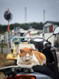 A Look Back at the 2019 Setouchi Triennale & Travel Tips