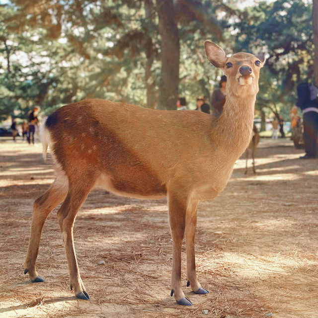 🦌 Oh deer! Looks like Nara just stole my heart😍♥️