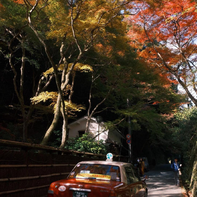 京都 ｜紅葉濃度最盛 絕美的嵐山路線
