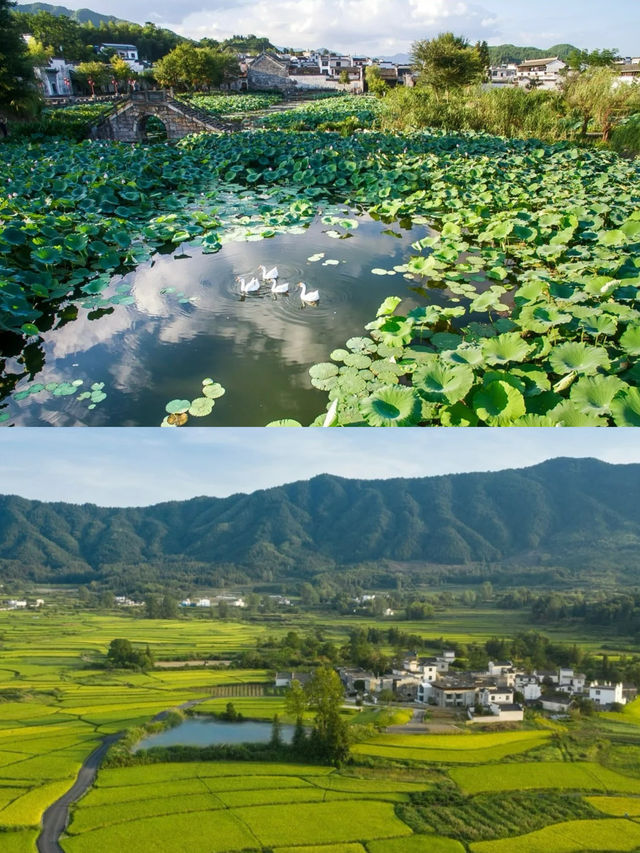 徽州古建築美學|  睡進稻田環繞的澍德堂