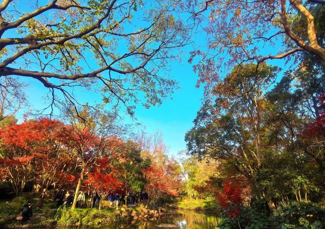 12月15日實拍秋霞圃進入最佳觀賞期