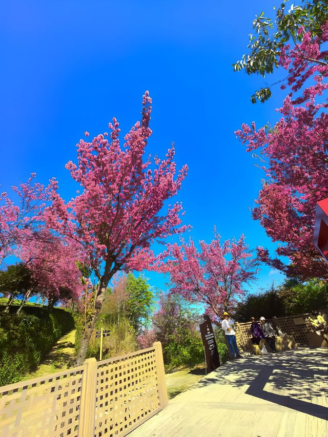 無量山櫻花谷