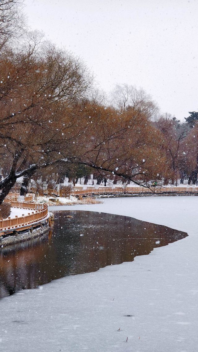 震驚我了南湖公園沉睡了一條龍