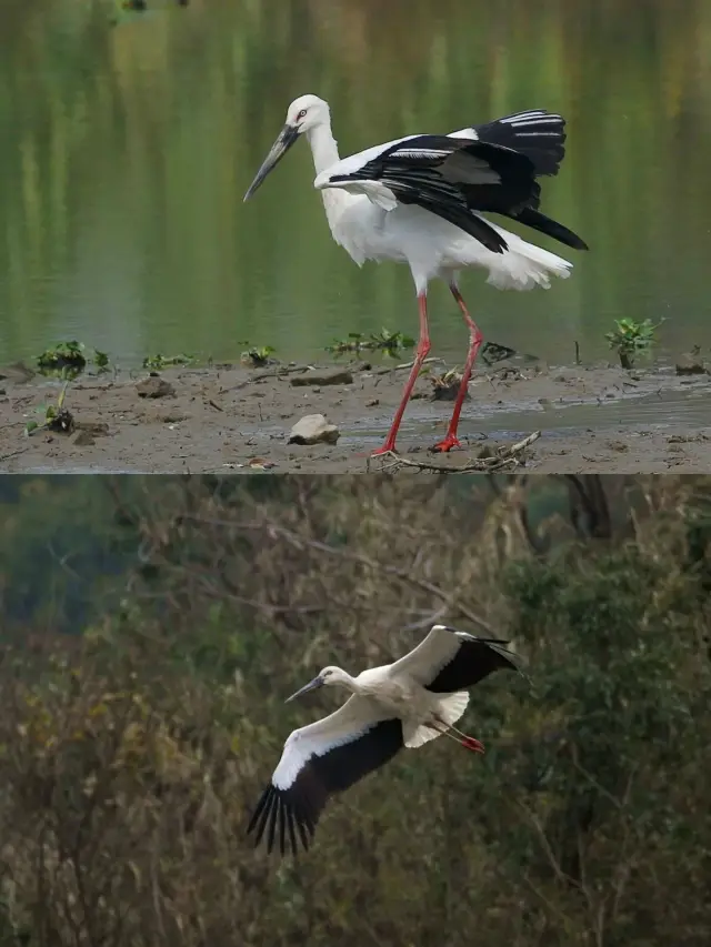 驚！「鳥中國寶」又閃現西溪啦