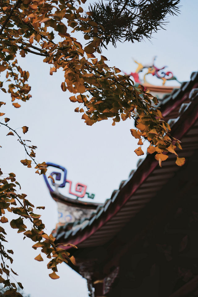 泉州 | 承天寺銀杏終於黃了，美到失語