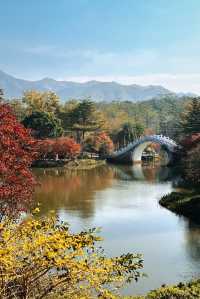 清遠田野綠世界，紅楓葉美得封神啊