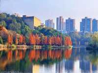 重慶這個大型濕地公園，水杉斑斕美如油畫！
