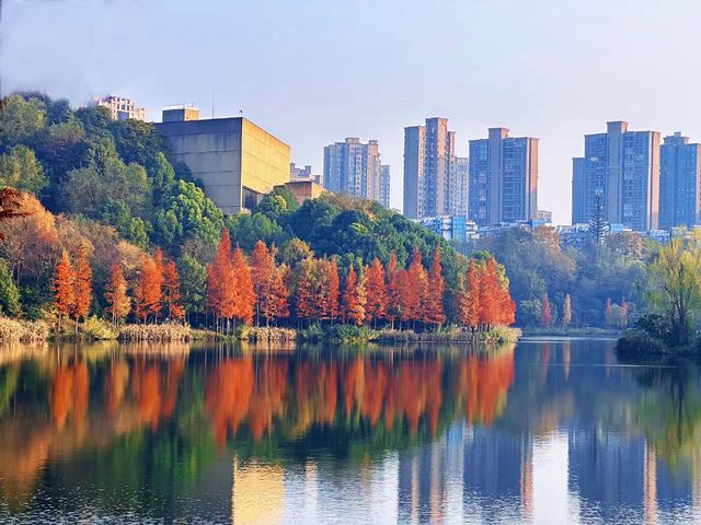 重慶這個大型濕地公園，水杉斑斕美如油畫！
