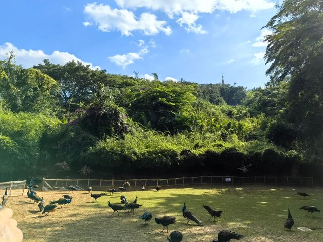 西雙版納第七站—勐泐大佛寺