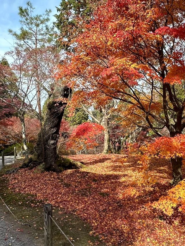 日本8日溫泉之旅不踩雷攻略