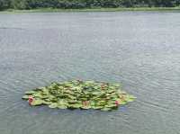 溱湖濕地公園