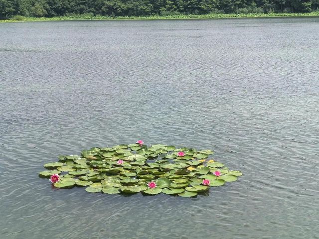 溱湖濕地公園