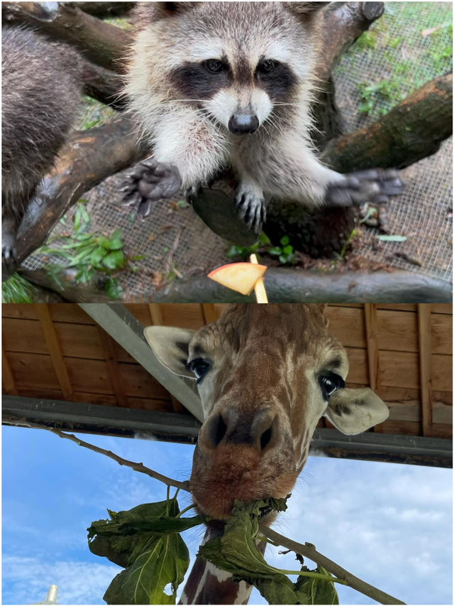 唔使去肯尼亞喇 屋企門口就可以同長頸鹿一齊食早餐 唔使去肯尼亞喇 屋企門口就可以同長頸鹿一齊食早餐