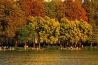 在洪湖公園，與白鷺不期而遇