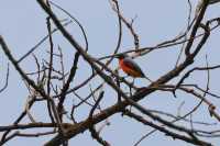 Common Animals in the Royal Botanical Gardens of Kandy