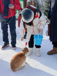 橫道河子餵老虎 人少有趣適合遛娃