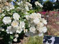 Discover the Hidden Gem of Auckland: The Botanic Gardens