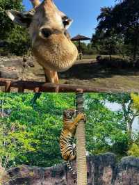南非旅行｜入住野生動物保護區裏的奢華酒店