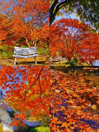1.5-hour drive from Guangzhou to see the beautiful maple leaves