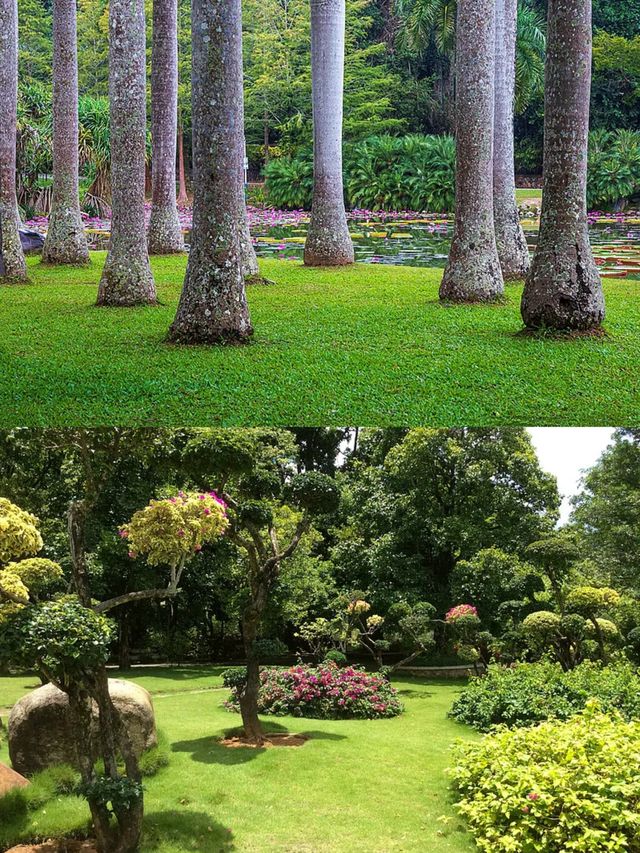 西雙版納原始森林公園