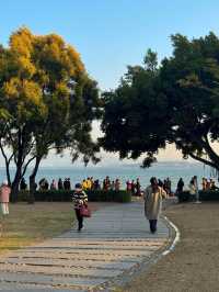 🌊 深圳灣公園的浪漫邂逅 - 海鷗 🌊