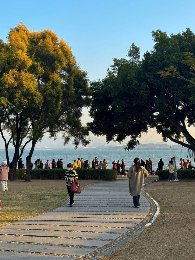 🌊 深圳灣公園的浪漫邂逅 - 海鷗 🌊