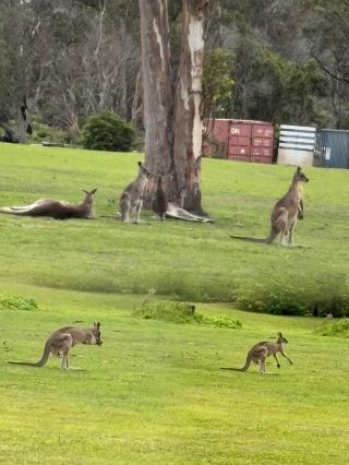 Hidden Gems in Australia | Eden, Encounter the Stunning Coastline