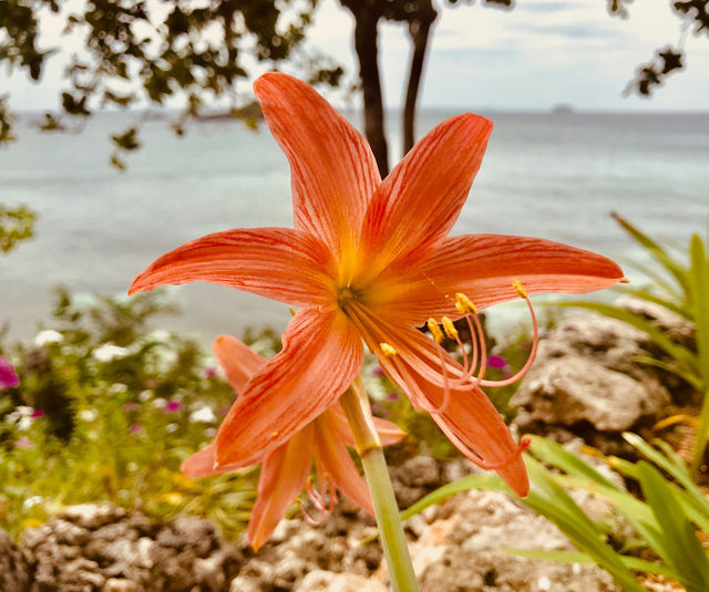 馬媽媽拍絲瓜島度假感受！