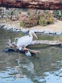神戶一日遊：萌寵、美景與美食的完美碰撞