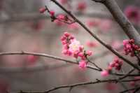南京梅花山 | 雨水時節，暗香浮動嘅早春儀式感