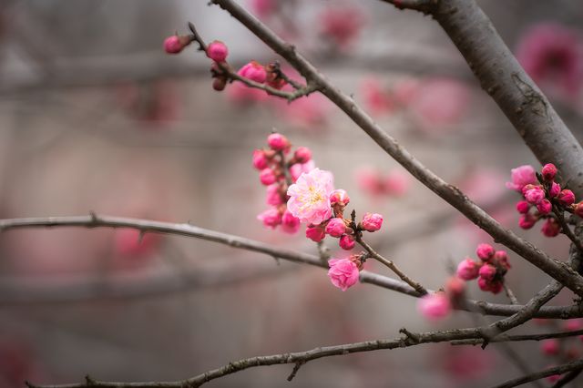 南京梅花山 | 雨水時節，暗香浮動嘅早春儀式感